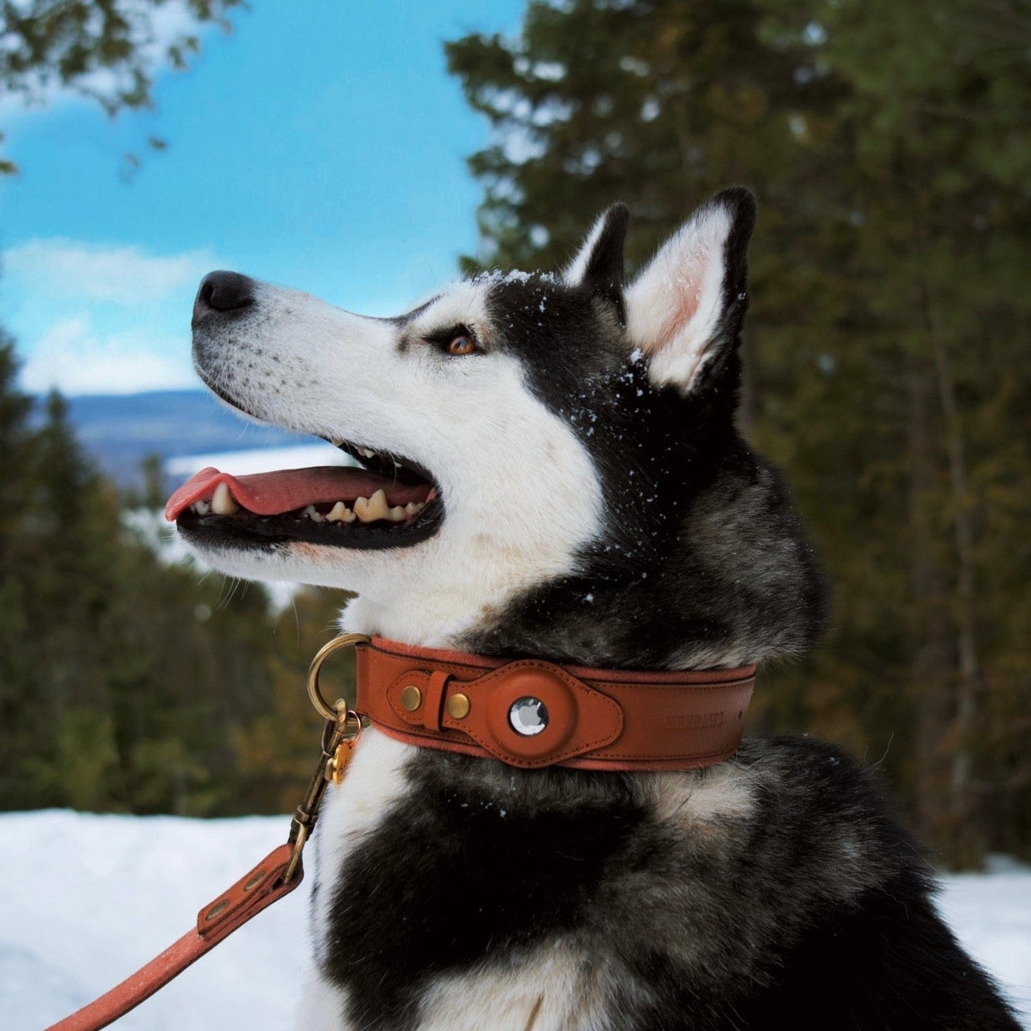 LEATHER AIRTAG DOG DOLLAR
