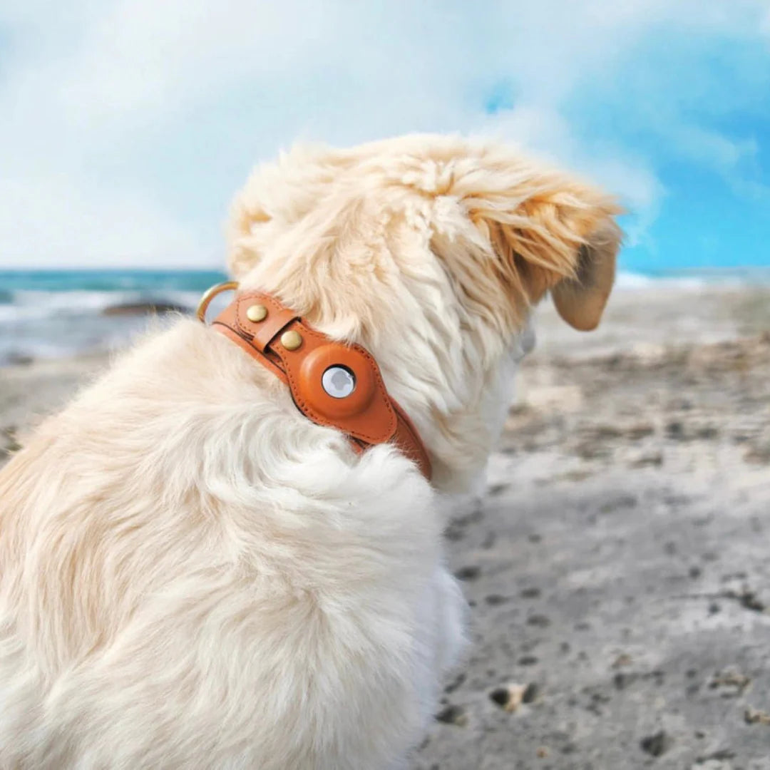 LEATHER AIRTAG DOG DOLLAR