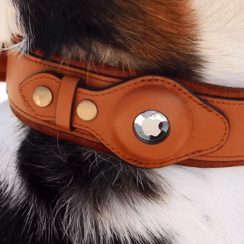 LEATHER AIRTAG DOG DOLLAR