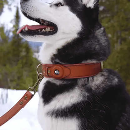 LEATHER AIRTAG DOG DOLLAR