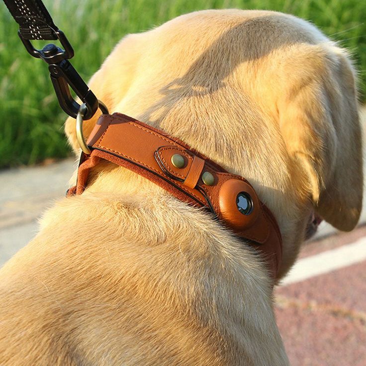 LEATHER AIRTAG DOG DOLLAR